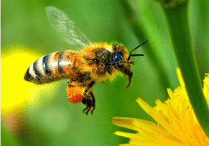 Chiêm bao thấy ong vàng, ong chúa điềm báo gì?