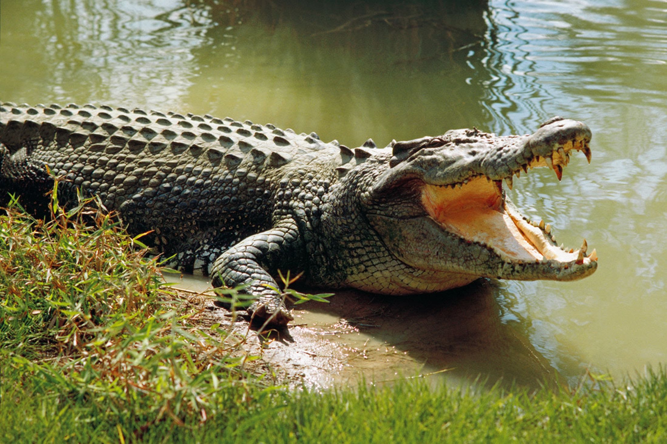 Mơ thấy cá sấu điềm báo đánh con gì may mắn?