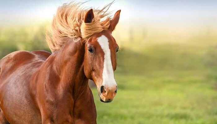 Nằm mơ thấy ngựa có ý nghĩa gì?