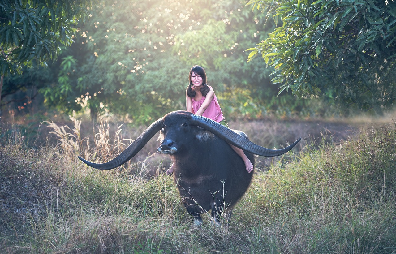 nằm mơ thấy con trâu